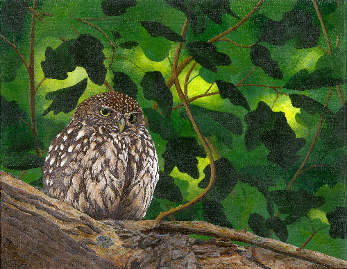 Favorite owl  •  11&quot; x 14&quot; x .75&quot; depth  •  2020  •  Acrylic