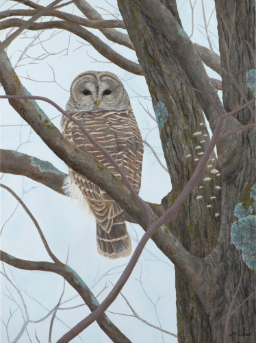 Brown Owl  •  12&quot; x 16&quot;, .75 depth  •  2021  •  Acrylic