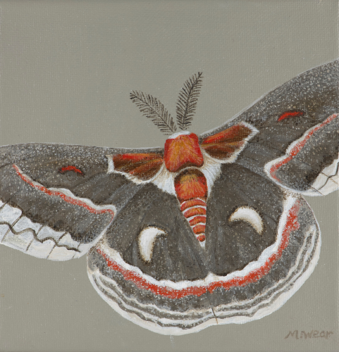 Moth  •  6&quot; x 6&quot; x .75&quot; depth  •  2022  •  Acrylic