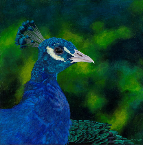 Peacock  •  12&quot;x 12&quot; x .75&quot;depth  •  2021  •  Acrylic