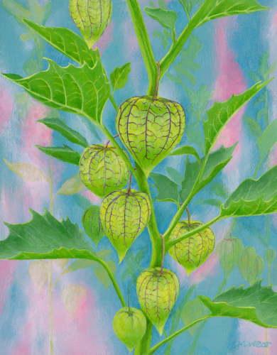 Chinese Lantern Plant  •  8&quot;x 10&quot; x .75&quot; depth  •  2019  •  Acrylic