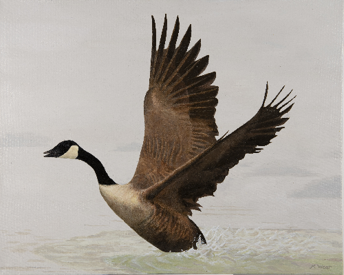 Canada Goose  •  16&quot;x 20&quot; x .75&quot; depth  •  2019  •  Acrylic